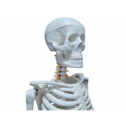 Esqueleto Com 85cm De Altura - Tgd-0112 - Anatomic