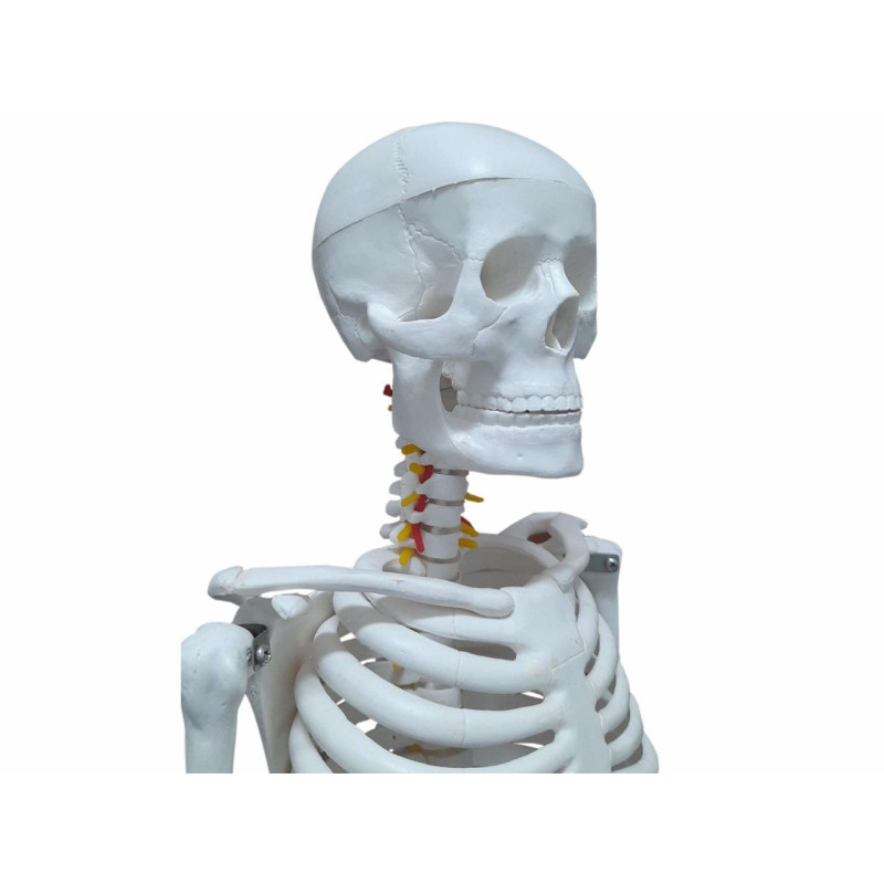 Esqueleto Com 85cm De Altura - Tgd-0112 - Anatomic