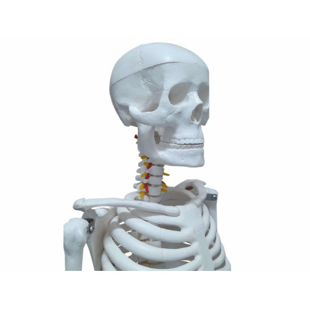 Esqueleto Com 85cm De Altura - Tgd-0112 - Anatomic