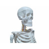 Esqueleto Com 85cm De Altura - Tgd-0112 - Anatomic