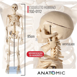 Esqueleto Com 85cm De Altura - Tgd-0112 - Anatomic