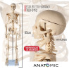 Esqueleto Com 85cm De Altura - Tgd-0112 - Anatomic