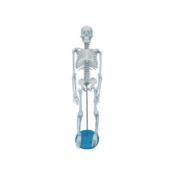 Esqueleto Com 85cm De Altura - Tgd-0112 - Anatomic