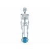 Esqueleto Com 85cm De Altura - Tgd-0112 - Anatomic