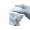 Esqueleto Com 85cm De Altura - Tgd-0112 - Anatomic